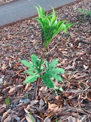 Amorphophallus hirtus