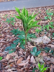 Amorphophallus hirtus