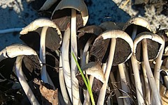Coprinellus