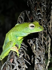 Zhangixalus prominanus