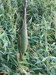Amorphophallus hirtus