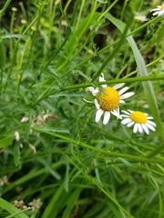 Aphanostephus ramosissimus