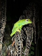 Zhangixalus prominanus