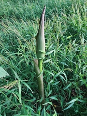Amorphophallus hirtus