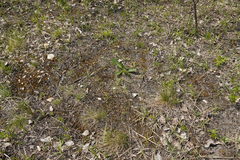 Ornithogalum orthophyllum
