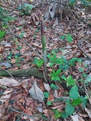Amorphophallus hirtus