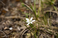 Ornithogalum orthophyllum