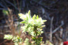 Gnidia humilis