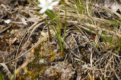 Ornithogalum orthophyllum