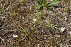 Ornithogalum orthophyllum
