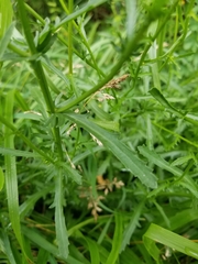 Aphanostephus ramosissimus