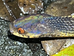 Asthenodipsas vertebralis