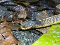 Asthenodipsas vertebralis