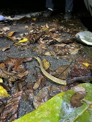 Asthenodipsas vertebralis