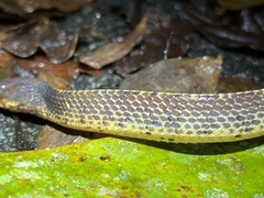 Asthenodipsas vertebralis