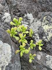 Aeonium lindleyi image