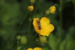 Chelostoma florisomne