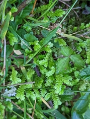 Selaginella apoda