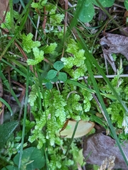 Selaginella apoda