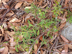 Billardiera cymosa