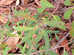 Billardiera cymosa
