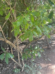 Vitex ferruginea