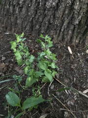 Veronica cardiocarpa