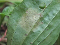Peronospora alta