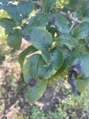 Oncoba spinosa