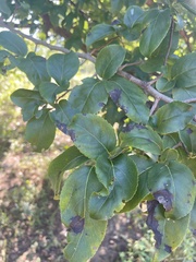Oncoba spinosa
