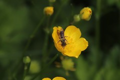 Chelostoma florisomne