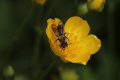 Chelostoma florisomne