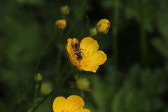 Chelostoma florisomne