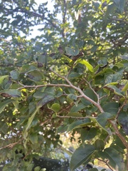 Oncoba spinosa