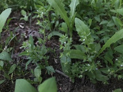 Veronica argute-serrata