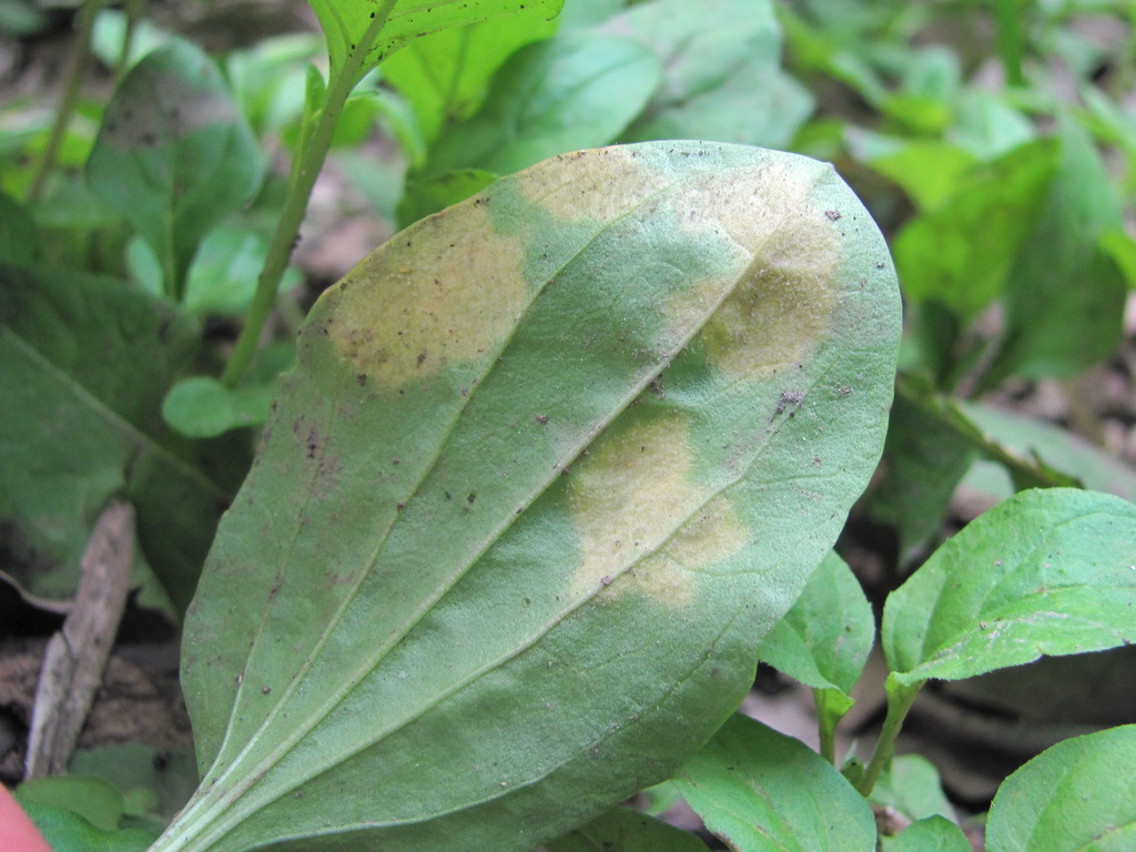 Peronospora alta