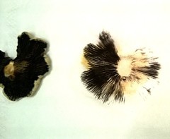 Coprinellus