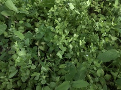 Veronica cardiocarpa