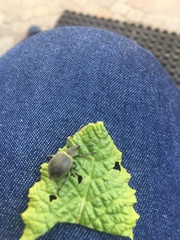 Otiorhynchus armadillo