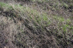 Veronica spuria