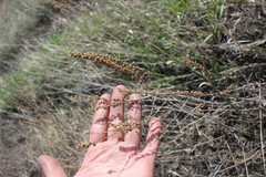 Veronica spuria