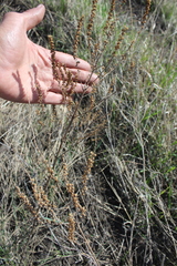 Veronica spuria