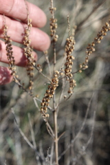 Veronica spuria