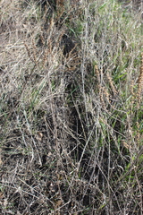Veronica spuria