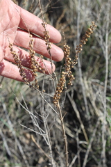 Veronica spuria