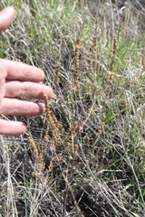 Veronica spuria