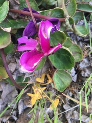 Lathyrus odoratus