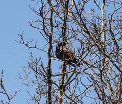 Sturnus vulgaris
