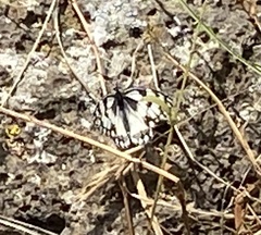 Melanargia titea