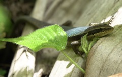 Eutropis lapulapu